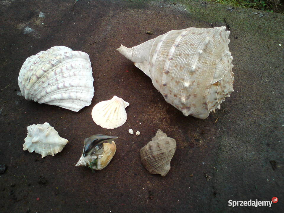 Muszle muszelki morskie i z oceanu Pozostałe Aleksandrów Łódzki sprzedam