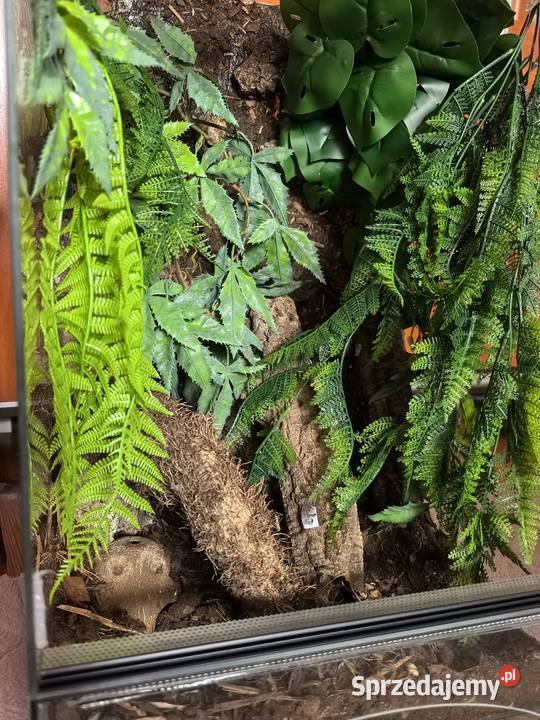 Terraria i akwaria z wyposażeniem i dekoracją Wrocław