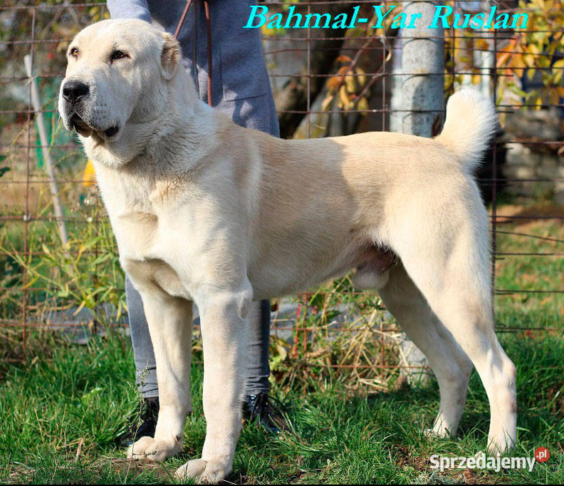 Owczarek Środkowoazjatycki zapowiedź miotu Konin