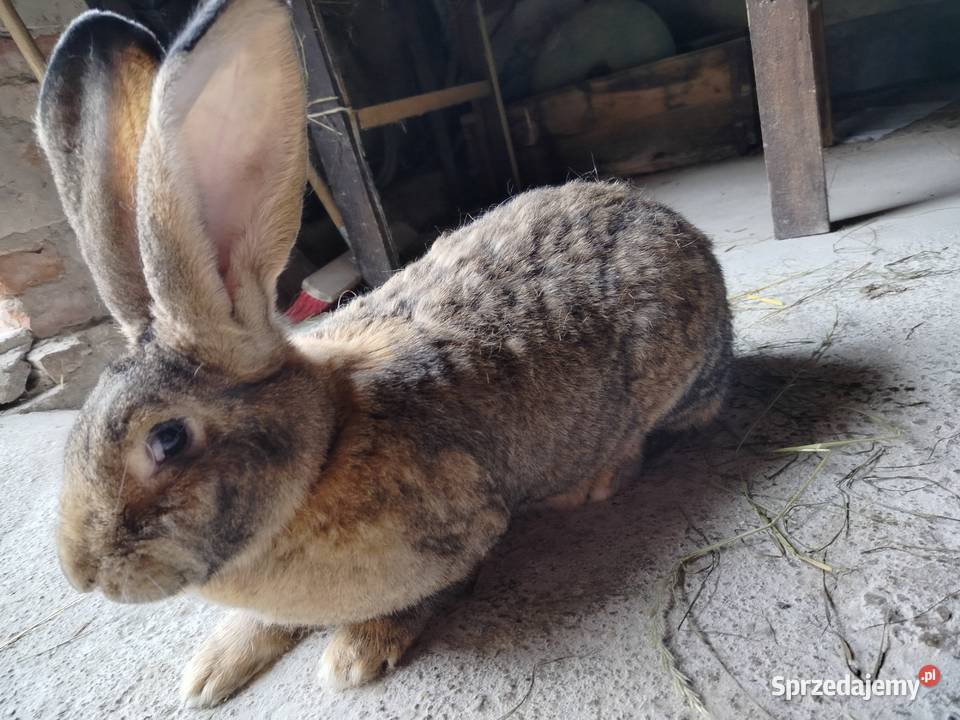 Królik olbrzym belgijski Kumelsk