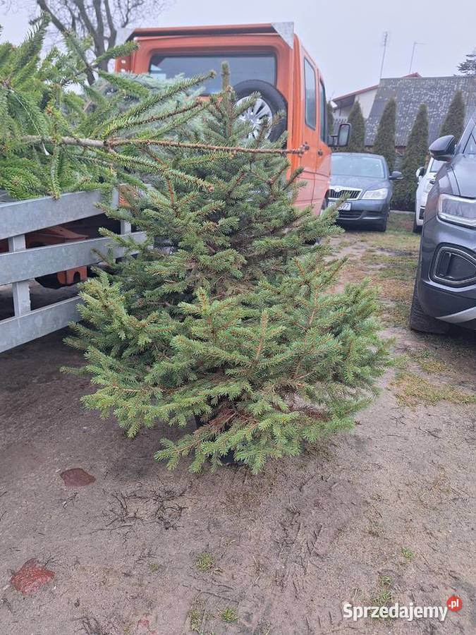 już mamy Jodły kaukaskie choinki cięte i Pozostałe Ciechanowiec