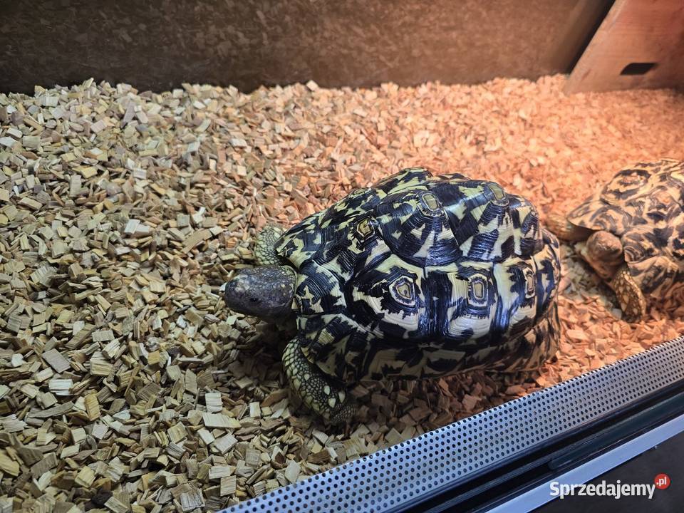 Żółwie lamparcie z terrarium Dywity