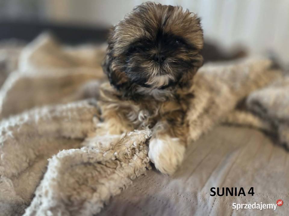 Sprzedam szczeniaczki Shih Tzu Shih Tzu Nosów-Kolonie