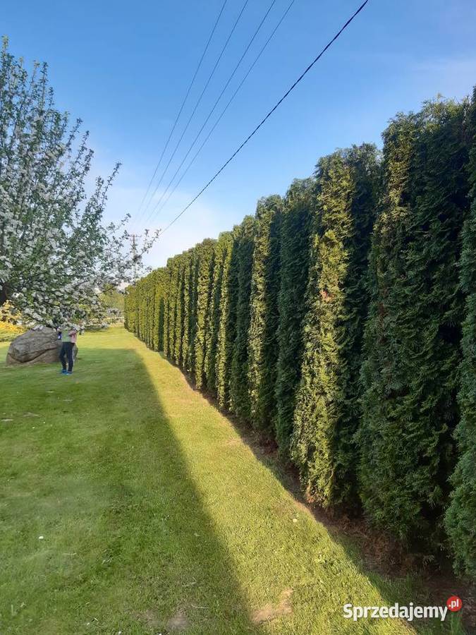 Usługi Ogrodnicze ogród