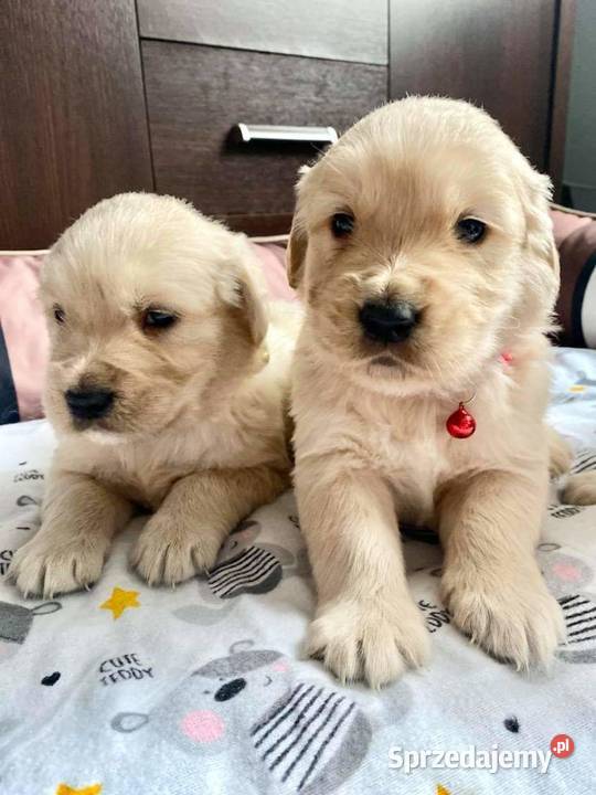 Rodowodowe szczenięta golden retriever