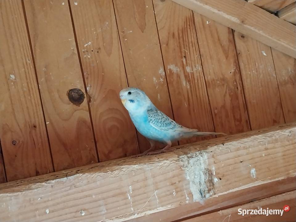 Sprzedam papugi faliste młode i strasze małopolskie Bobowa sprzedam