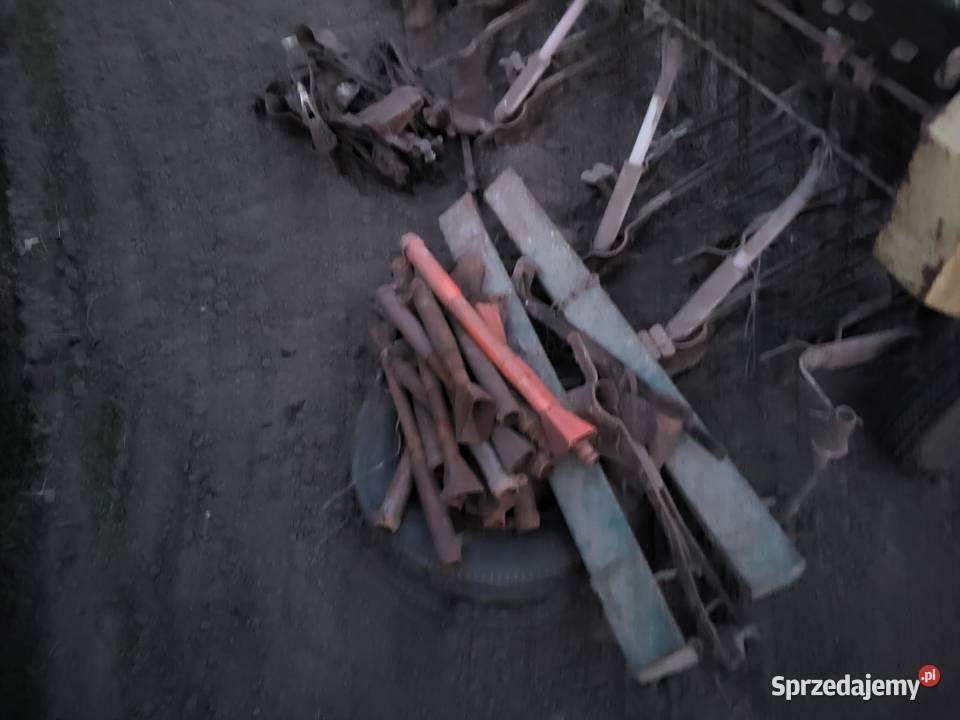 Siewnik poznaniak Miedniewice