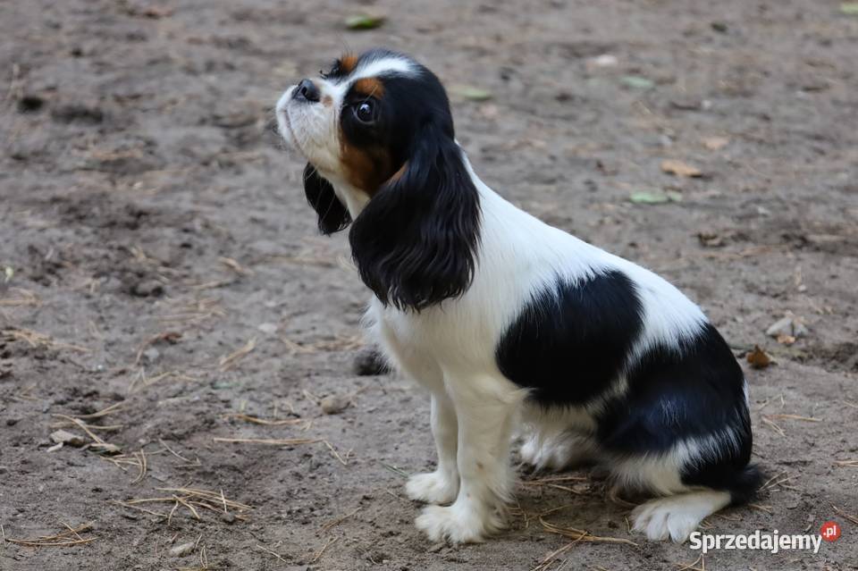 Cavalier King Charles Spaniel suczka Czeladź