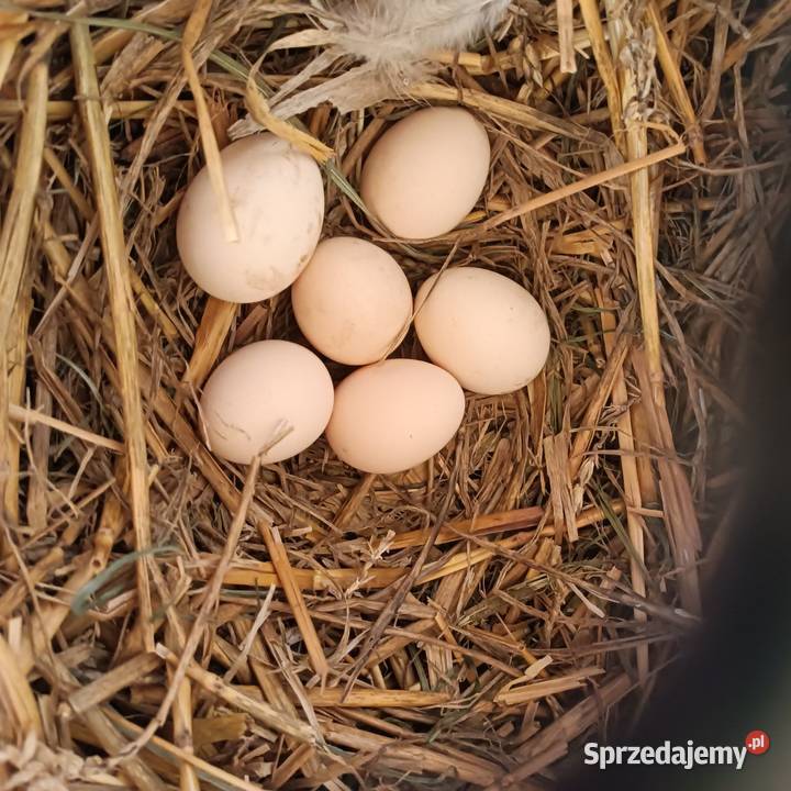 Sprzedam jajka lęgowe silki Pleszew sprzedam