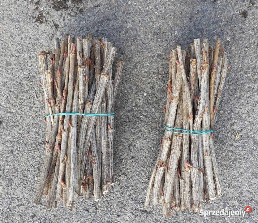 Sztobry porzeczki czerwona czarna Lublin sprzedam