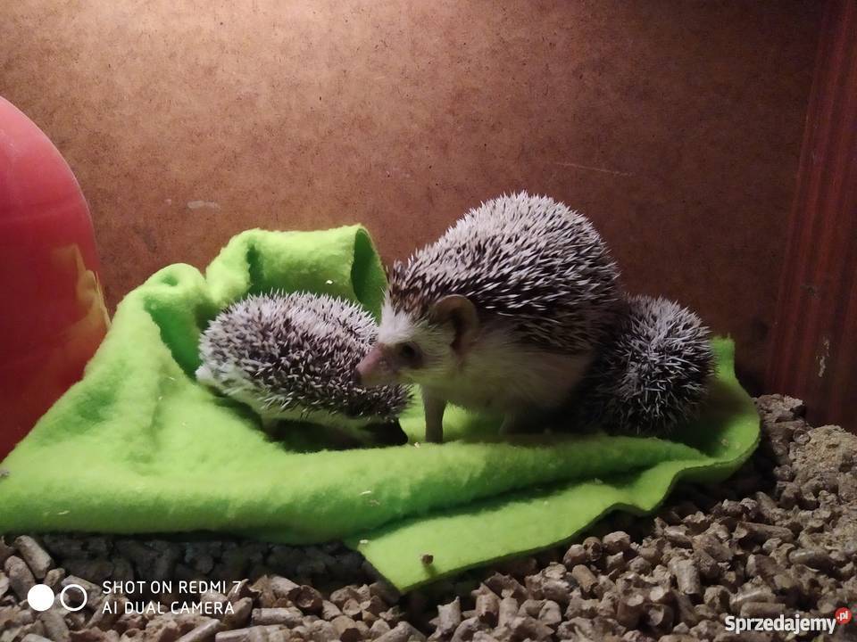 Jeż afrykański jeż pigmejski Warszawa