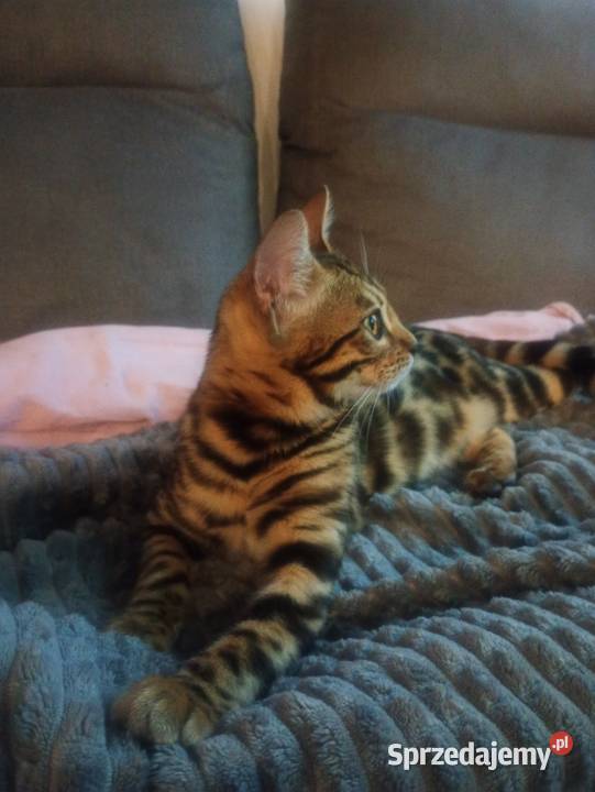 Sprzedam kotkę Bengalską lubuskie Gorzów Wielkopolski