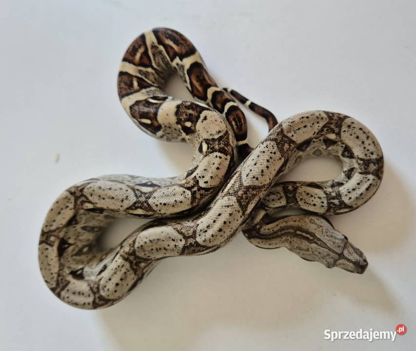 18 boa cesarski cb25 samica