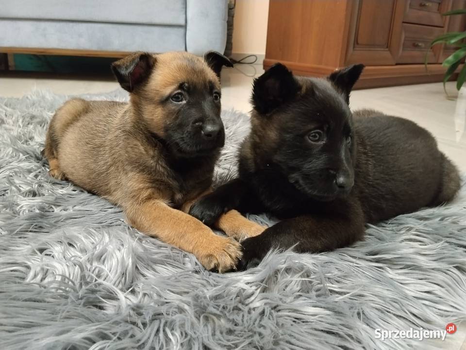 Owczarek belgijski Malinois Borki sprzedam