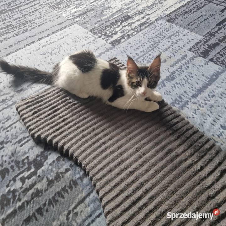 Koty Maine Coon warmińsko-mazurskie Jamielnik