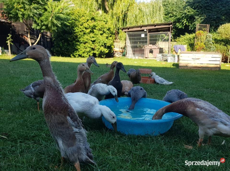 Biegusy kolorowe 3 miesięczne Żerków