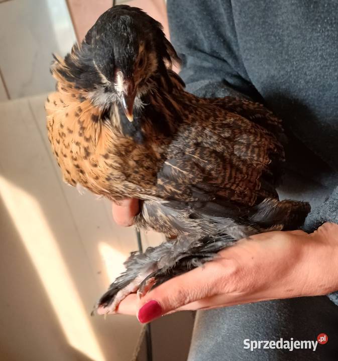 Na sprzedaż młodzież Brahma Olbrzymia Nowe Miasto Lubawskie