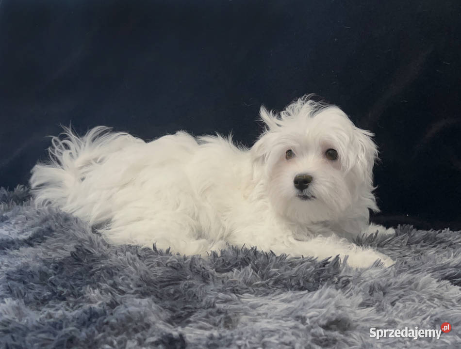 Maltańczyk dostępny piesek Łódź