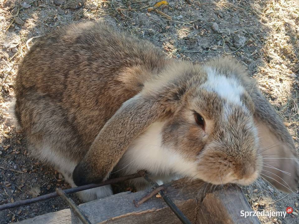 samce barany francuskie kujawsko-pomorskie Szczeblotowo