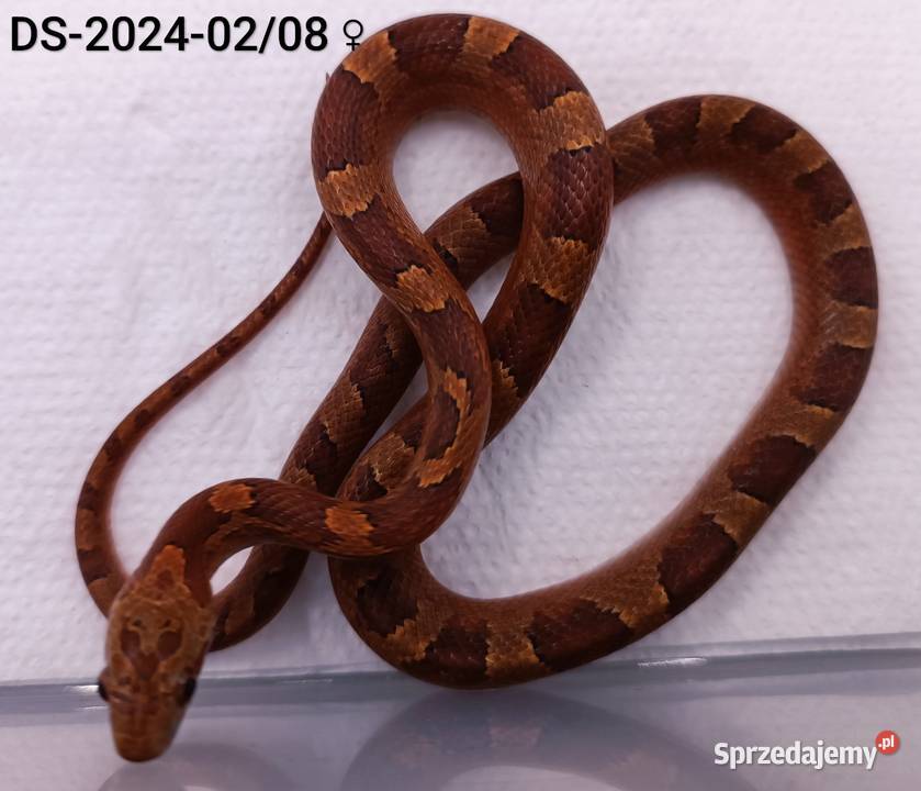 Węże zbożowe Bloodred 66het Amel Hypo Rybnik