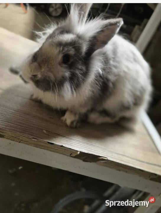 Królik miniaturka Gryzonie Frysztak