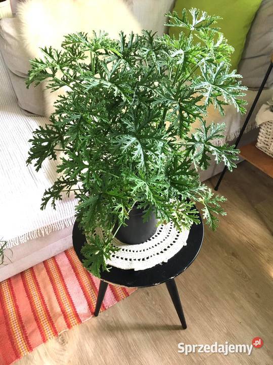 Geranium pachnące