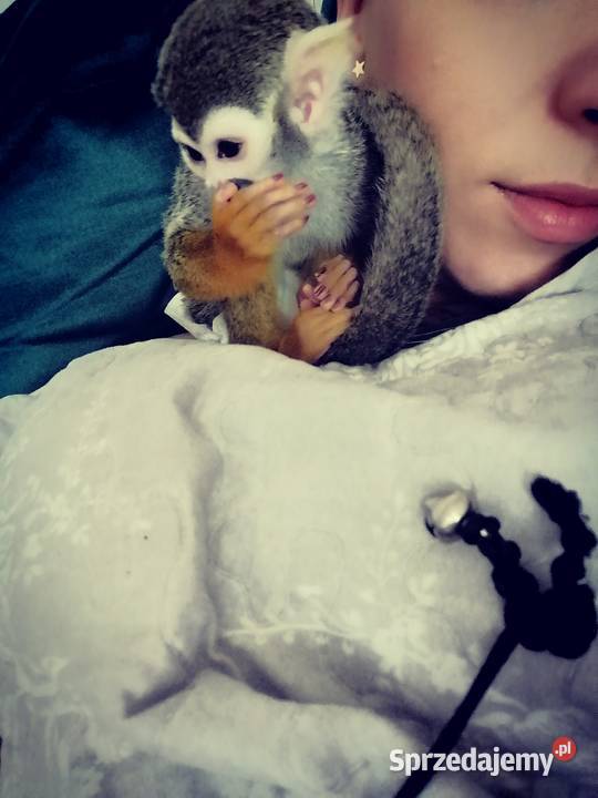 Saimiri samiec Skoczów