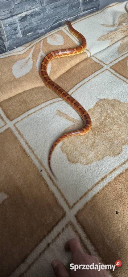 Wąż zbożowy z terrarium plus mata grzewcza