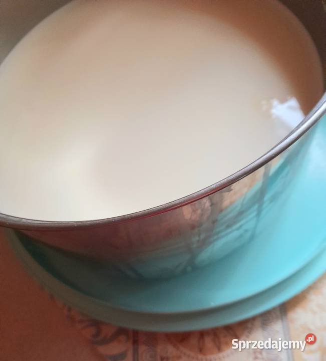 Pyszne mleko kremowe krowy Jersey Rybnik