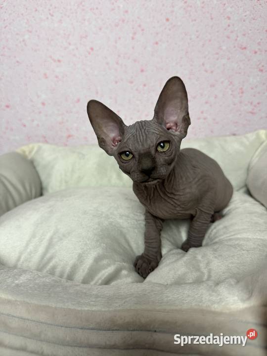 Sfinks czarny kocurek Zabrze sprzedam