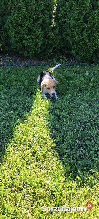 Piesek Beagle tricolor metryka czip wyprawka Poddębice