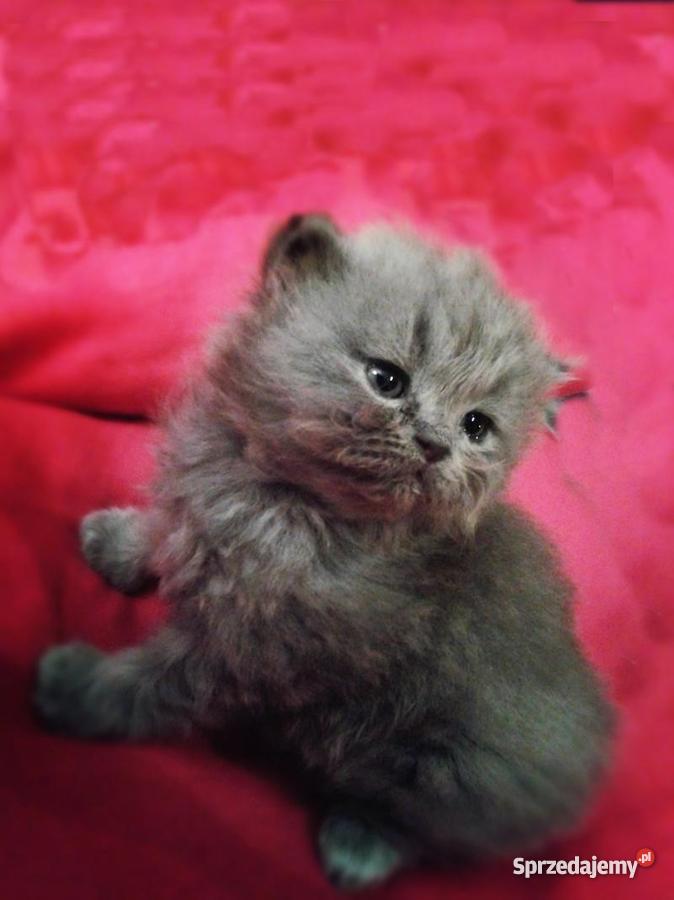 Pers Persy KotKotki Koty PERSKIE Sarnów