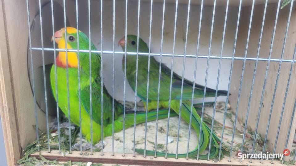 Para papug baraband Wieliczka sprzedam