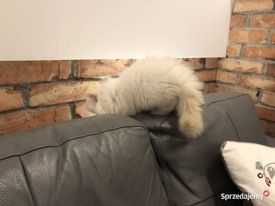 Koty perskie persy Pers Kędzierzyn-Koźle