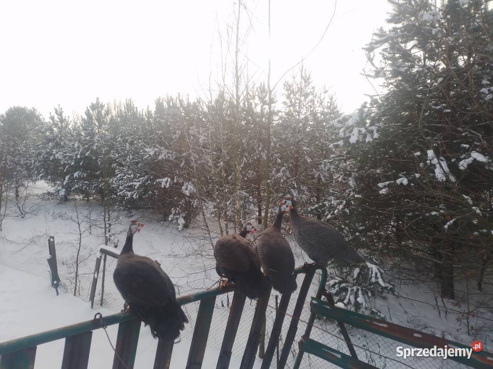 Perliczki perliki perliczka Siemiatycze