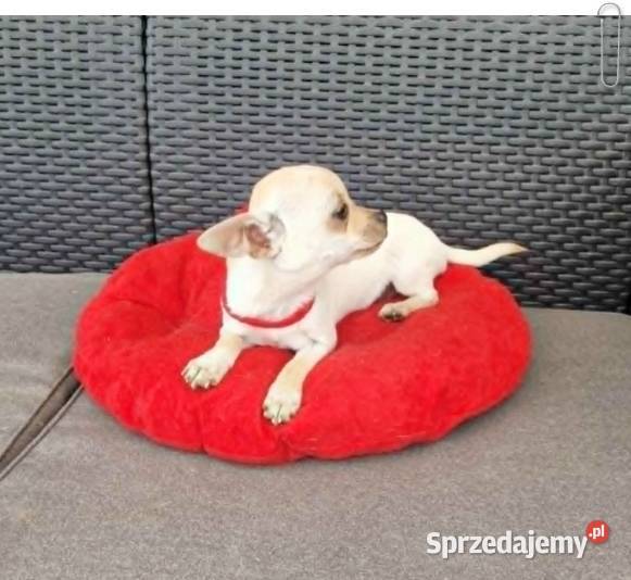 Chihuahua malutki kremowo biały piesek śląskie Częstochowa