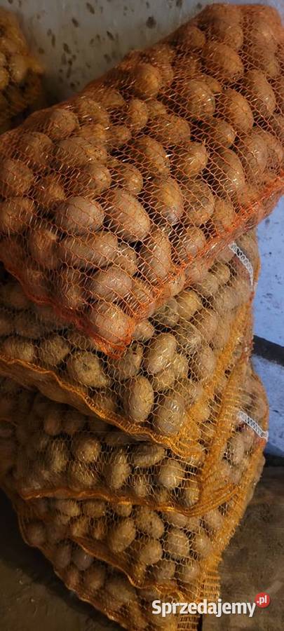 Ziemniaki sadzeniaki Soraja świętokrzyskie Kików