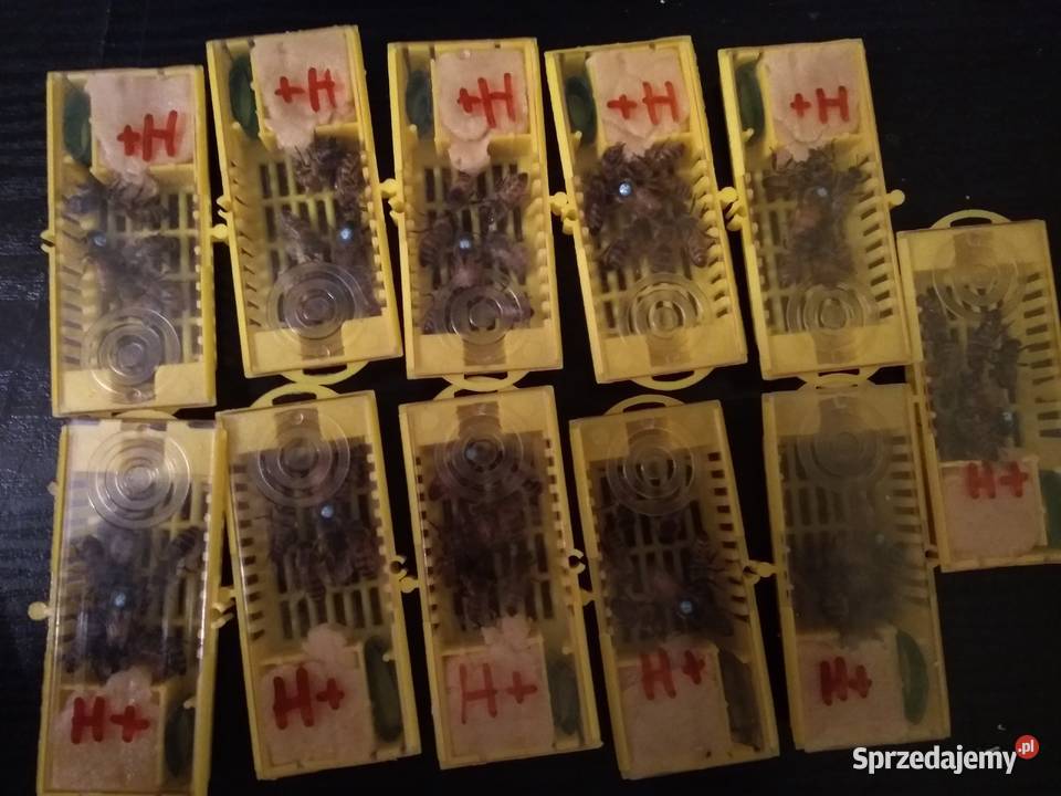 Matki pszczele HYG Odpornę na Warrozę Buckfast Warszawa