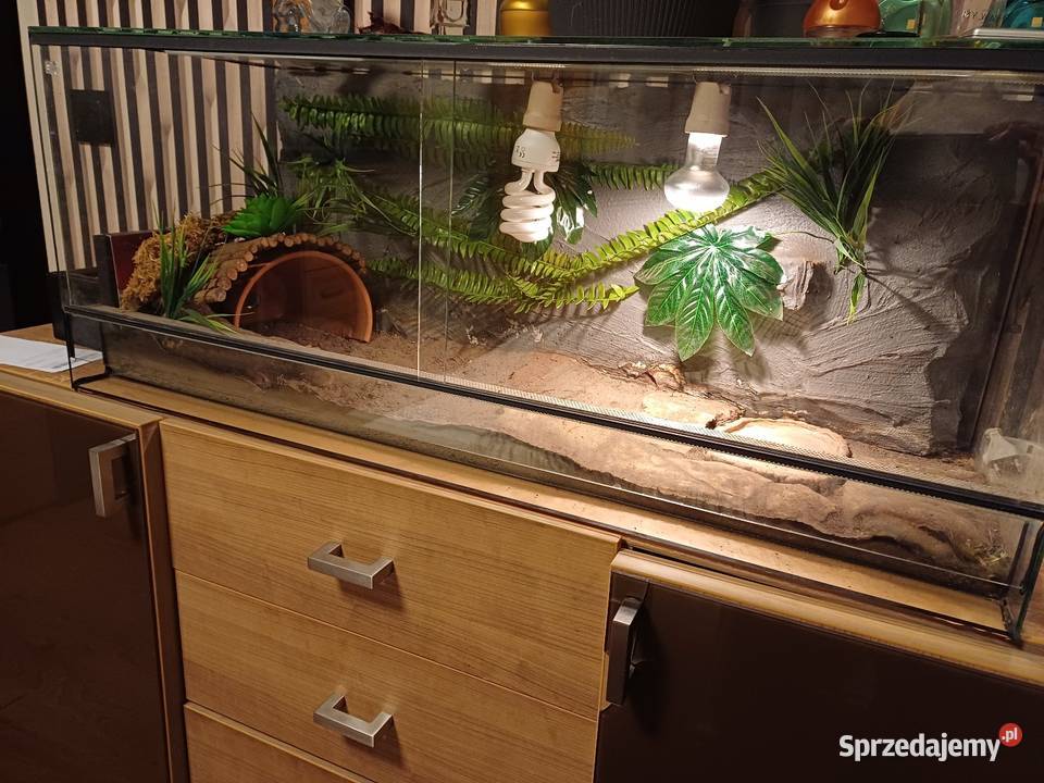Terrarium z wyposażeniem 100x40x40 Sączów sprzedam