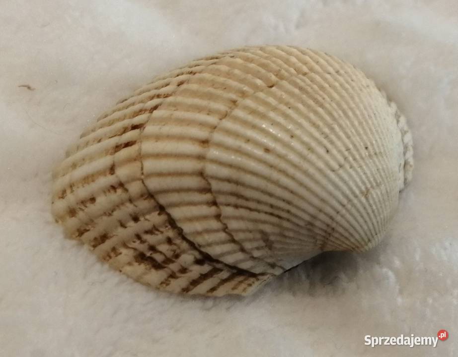 Muszla 35 68 Kreatywne Czeladź