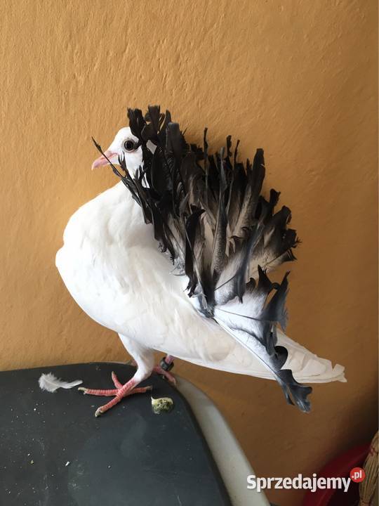 Gołębie pawiki pawik Dębica sprzedam