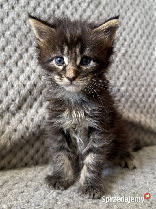 Kocięta Maine Coon odbiór na Walentynki Wrocław sprzedam