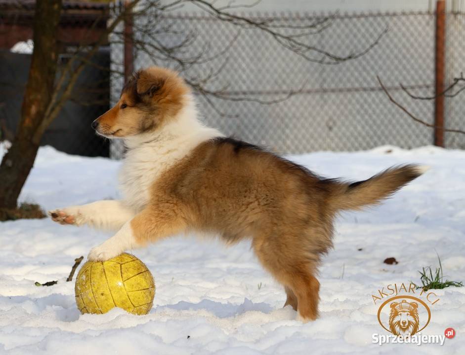 Owczarek Szkocki Collie małopolskie Kokotów