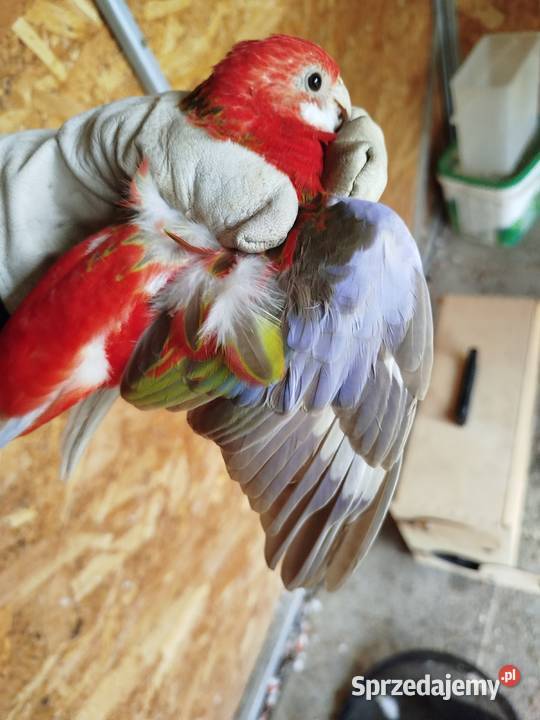 Rozelle białolice 2025 r Brzeziny