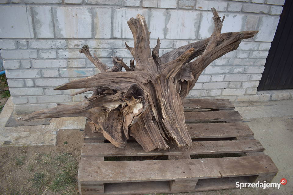 Korzeń ozdobny do ogrodu Połaniec