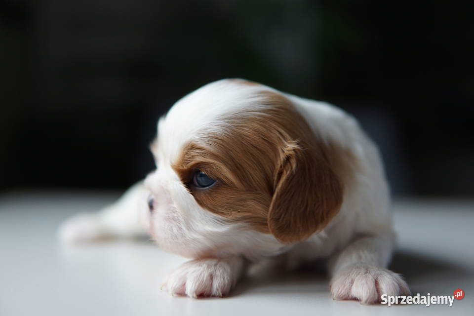 Szczenięta Cavalier King Charles Spaniel Rzeszów