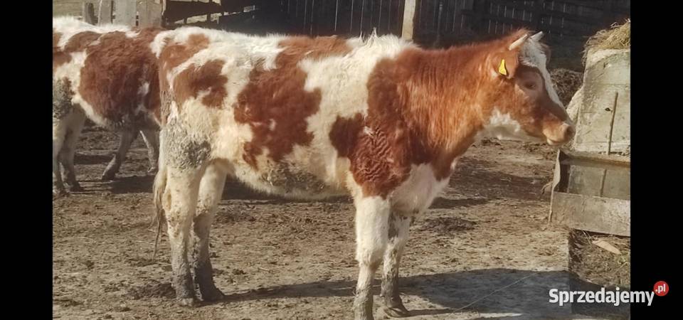 Sprzedam jałówki cielne małopolskie Binczarowa sprzedam