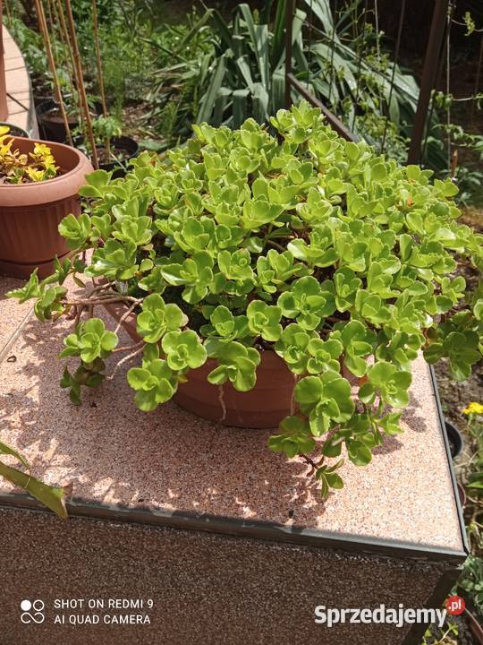 Rozchodnik kaukadki Rośliny małopolskie