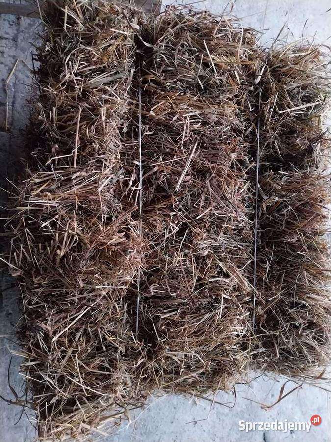 Siano Pińczów sprzedam