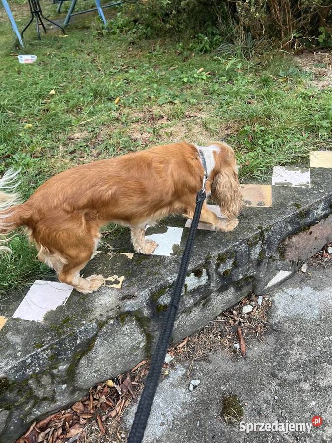 Sunia Cockier spaniel angielski Koronowo